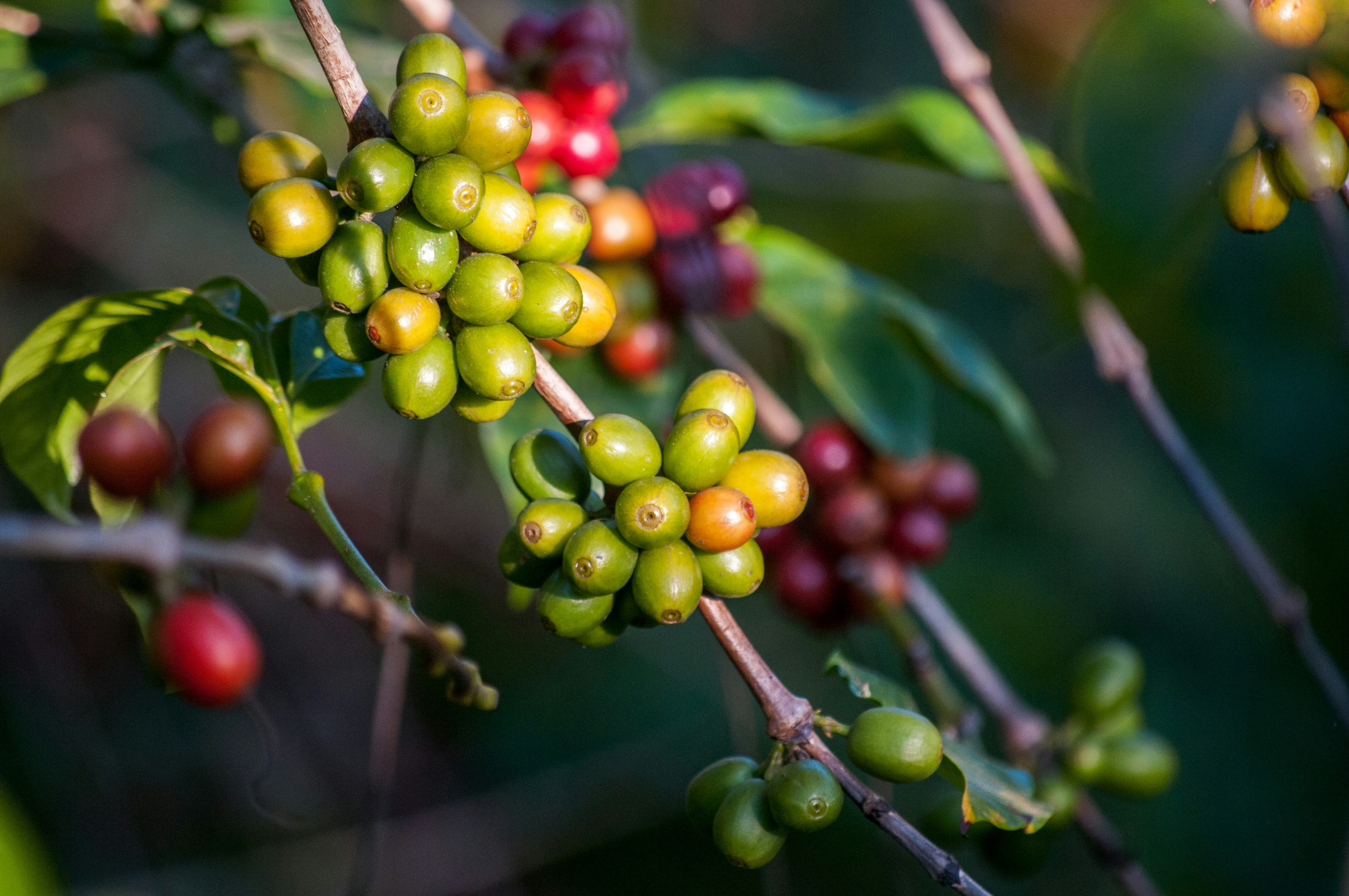 sustainable coffee